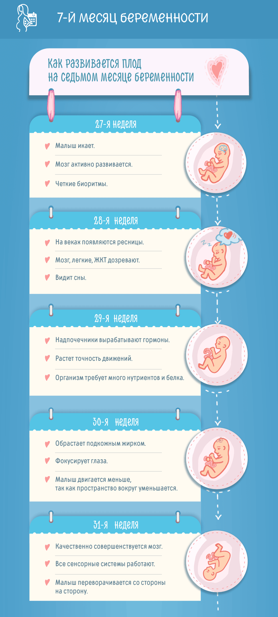 Седьмой месяц беременности: изменения в женском организме и развитие плода по неделям