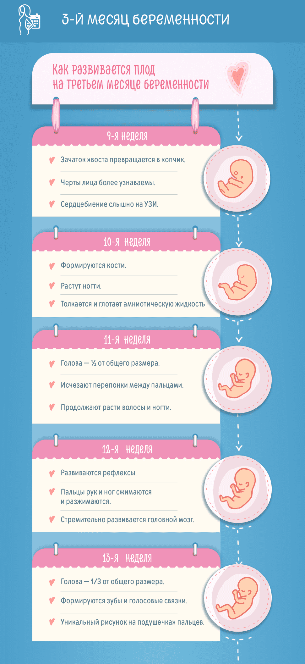 Третий месяц беременности: изменения в женском организме и развитие плода по неделям