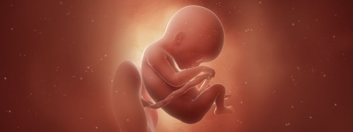 Эмбрион 18 Недель Фото