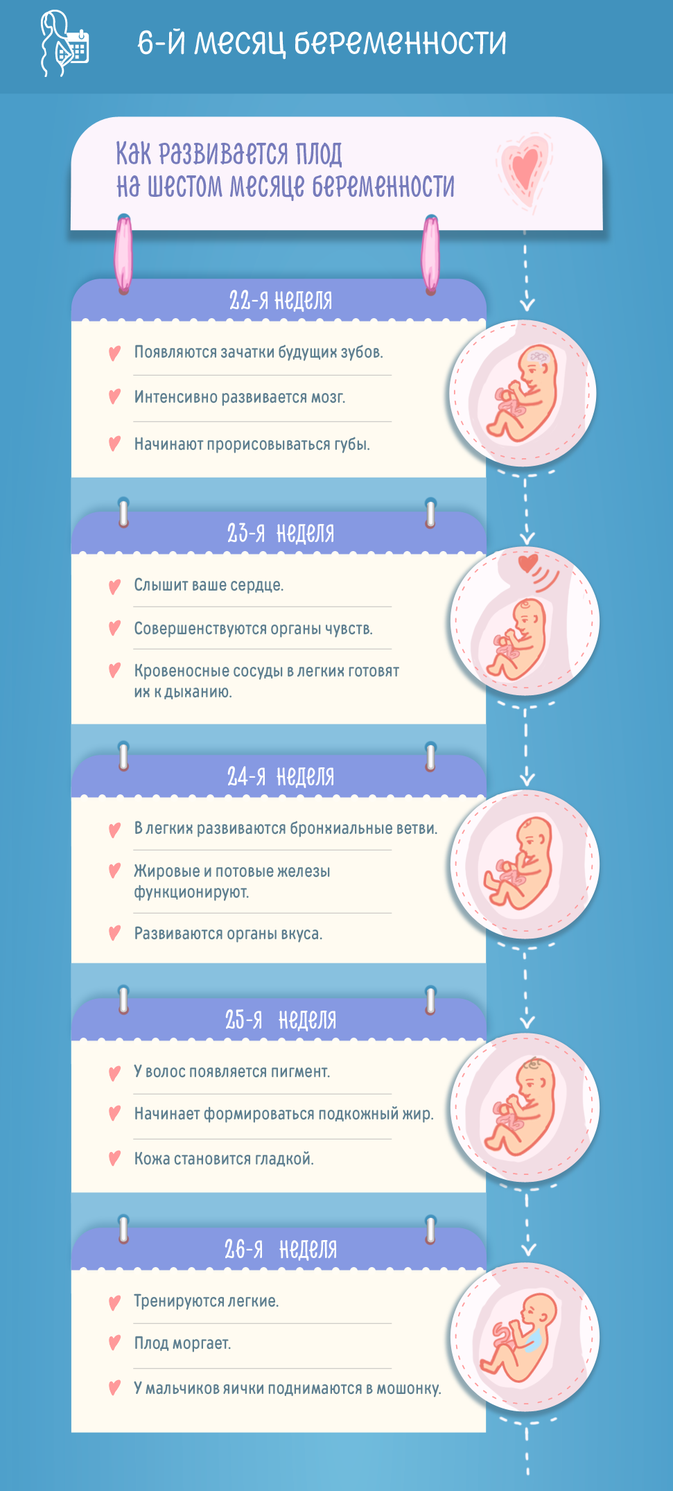 Шестой месяц беременности: изменения в женском организме и развитие плода по неделям