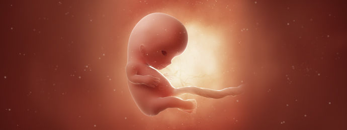 10 Недель Беременности Фото Плода И Живота