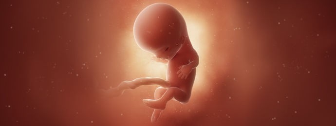 Фото Эмбриона На 11 Неделе Беременности
