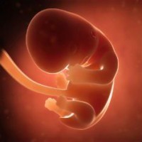 Эмбрион во 2 месяц беременности 