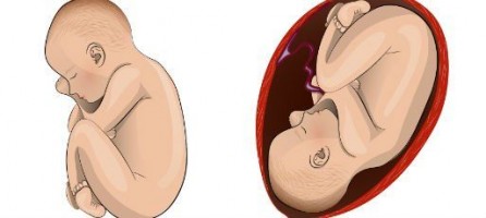 Пятый месяц беременности: развитие плода